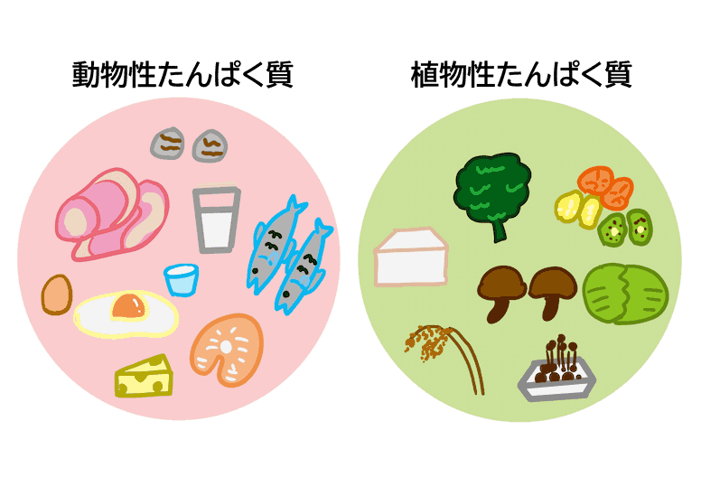 動物性たんぱく質と植物性タンパク質の絵