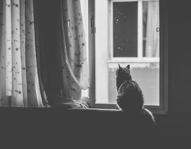 窓辺に座って外を眺める猫