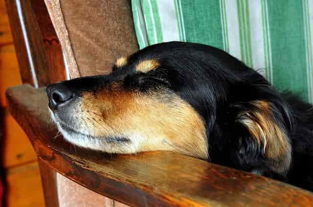 眠っている黒い犬