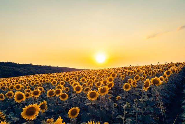 夕陽に照らされたひまわり畑